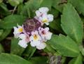 Phyla nodiflora 